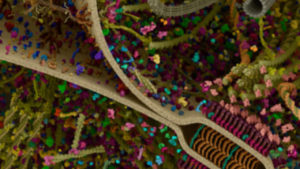 adhesion